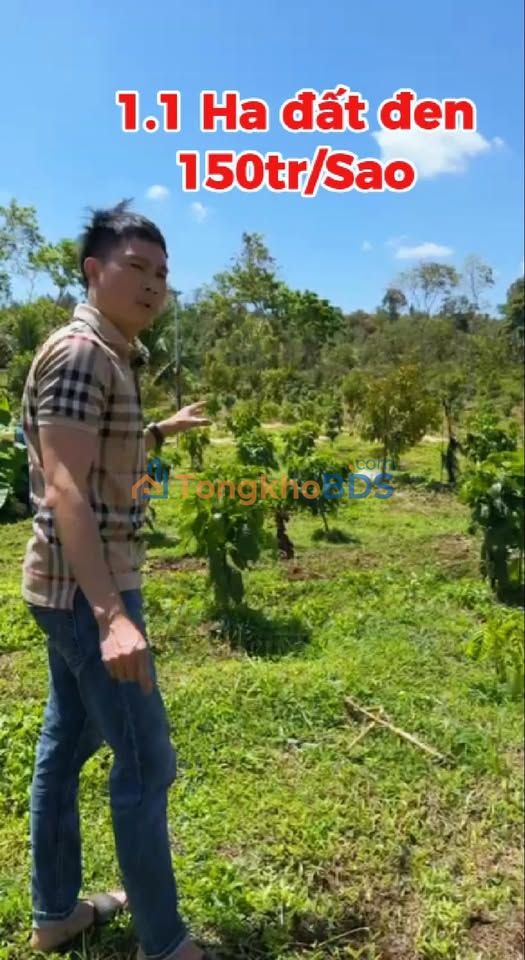 Bán Đất Farm Ea Kly Đắk Lắk 1.1ha - Vườn Cà Phê Sầu Riêng Năm 1 - 15 Tỷ