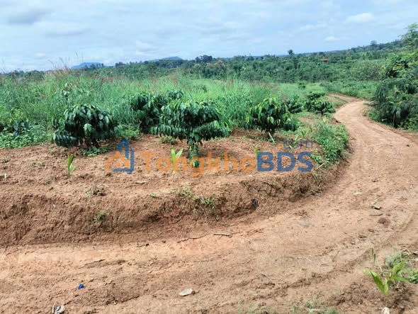 Đất vườn Ea Kiết Cư M'gar 2 ha 7.5 tỷ - Sinh thái xanh