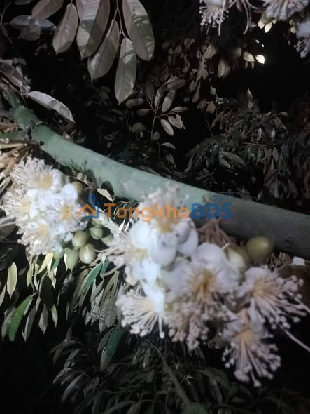 Đất Vườn 4500m² Xuân Lộc, Đồng Nai - Sẵn Thu Trái Ngọt