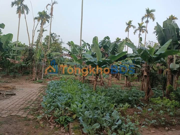 Đất Vườn Ao 1500m² Vũ Thư - Sổ Đỏ, Gần Chợ, Sẵn Sàng Đầu Tư