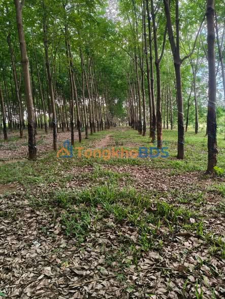 Đất vườn Đồng Tiến 2.1ha 4.5 tỷ - Đầu tư dài hạn