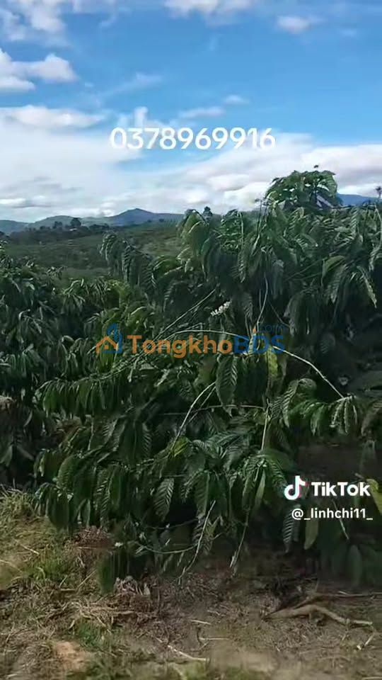 Đất vườn Thôn 5 Đắk Mar 1,3 ha - Sinh thái xanh