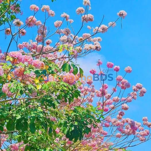 Căn hộ Happy Valley Quận 7 100-135m² giá 9,5 tỷ - View đẹp