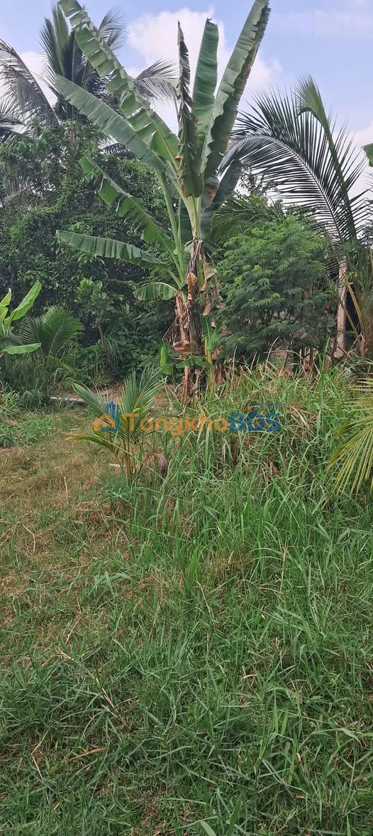 Đất huyện Chợ Gạo 813m² 1.25 tỷ - Đường to ô tô