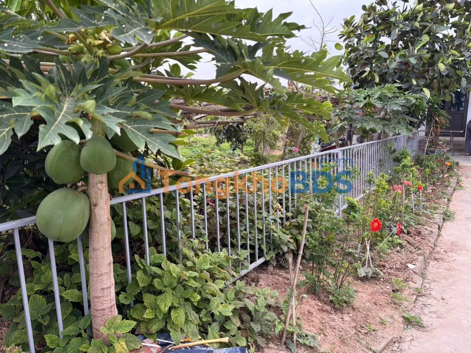 Nhà vườn Ven Biển Đồ Sơn 2000m2 - Sẵn sàng ở ngay