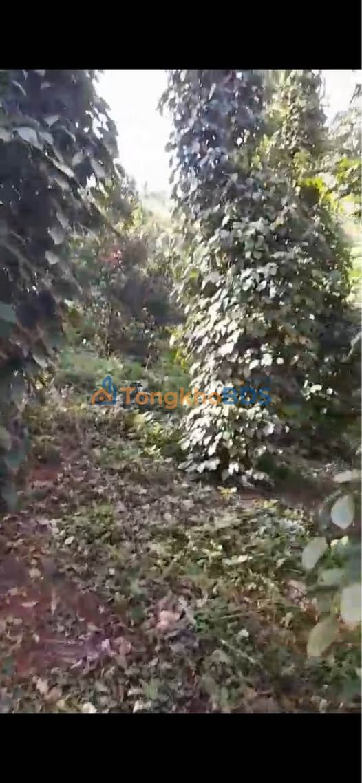 Đất vườn Quảng Trực 1,8ha 850 triệu - Đầu tư dài hạn