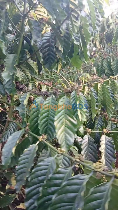 Đất nền An Lập Dầu Tiếng 13.000m² 3.5 tỷ - Sổ đỏ chính chủ