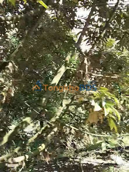 Đất nền Bù Đăng 11.000m² giá 1,8 tỷ - Sổ đỏ chính chủ