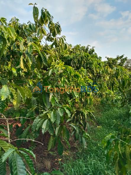 Đất Di Linh 936m² giá 1.03 tỷ - Tiềm năng tăng giá