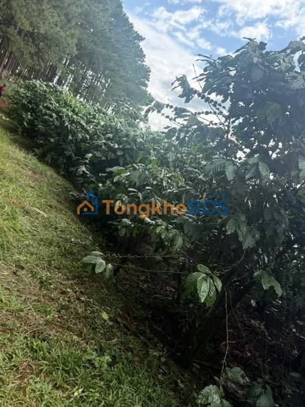 Đất vườn Lộc Quảng 1,6ha 24,44 tỷ - Sổ hồng rõ ràng