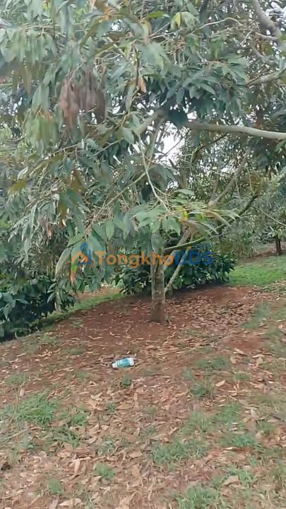 Farm Tân Thành Buôn Ma Thuột 2.880m² 4.5 tỷ - Sổ đỏ chính chủ