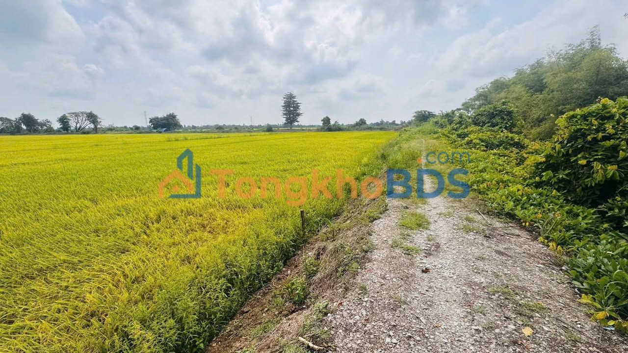 Đất nền Mỹ Thới Long Xuyên 500m² 350 triệu - Sổ đỏ