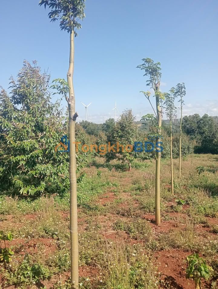 Đất vườn Ea Sin Krông Búk 24.000m² 9.5 tỷ - Sinh thái xanh