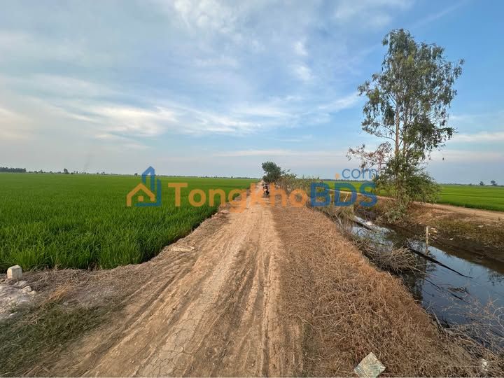 Đất ruộng 20.000m² Đồng Tháp - Sẵn Sàng Đầu Tư Sinh Lời