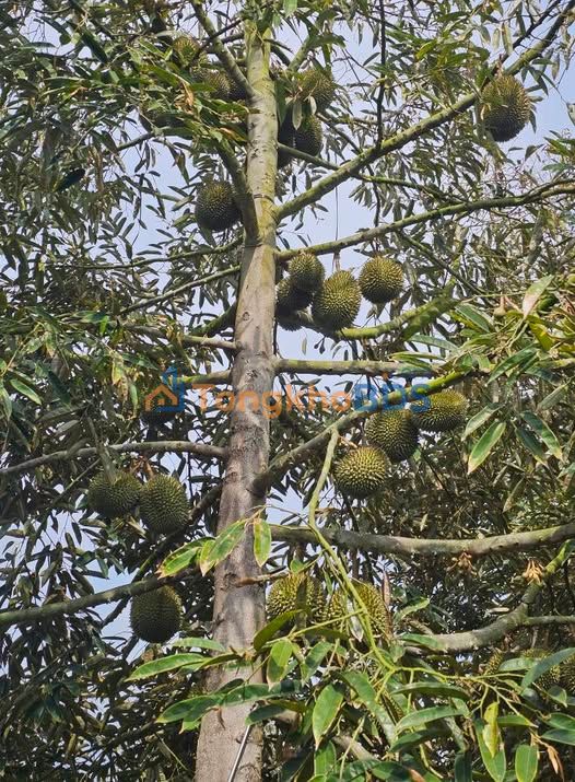 Đất vườn Tân Nhuận Đông 6.000m² giá 3.5 tỷ - Sinh thái xanh