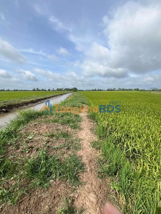 Đất vườn Tân Phú Đông Sa Đéc 3.000m² giá 660 triệu - Đầu tư dài hạn