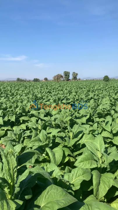 Đất rẫy Ia Yeng 1.5ha thỏa thuận - Tiềm năng tăng giá