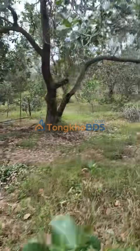 Bán Đất 10.000m² Sổ Đỏ Tại Phú Riềng, Bình Phước - Giá 800 Triệu/Ha