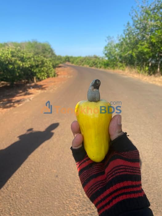 Bán Đất Vườn 3.6ha Phước Tân, Phú Riềng, Bình Phước - Sổ Hồng Sẵn Sàng