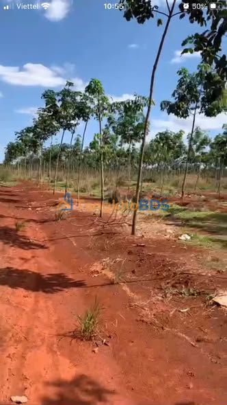 Bán Gấp 4ha Cao Su Thuận Lợi, Lộc Ninh - 1.7 Tỷ/ha