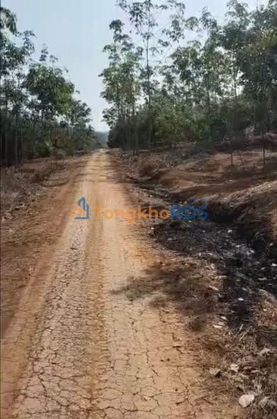 Bán Gấp Đất Đỏ 10.000m² Trồng Điều Tại Đồng Phú, Bình Phước - Giá Tốt Trước Tết