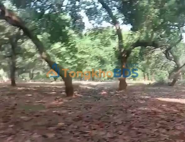 Farm Tân Hưng Đồng Phú 35.000m² 5,687.5 tỷ - Sổ đỏ chính chủ