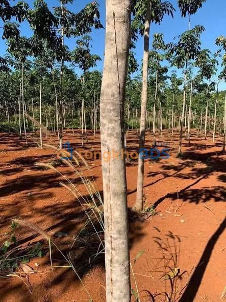 Đất nền Phú Riềng 2.526m² 1.2 tỷ - Hạ tầng hoàn thiện