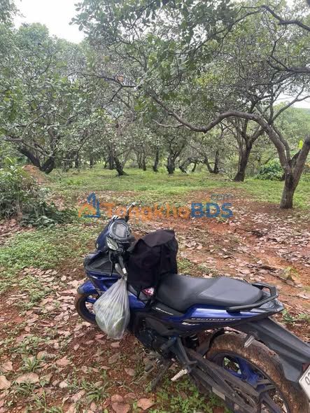 Farm 2ha Sầu Riêng, Cafe Đẹp Tại Phú Riềng - Sổ Đỏ 1.85 Tỷ