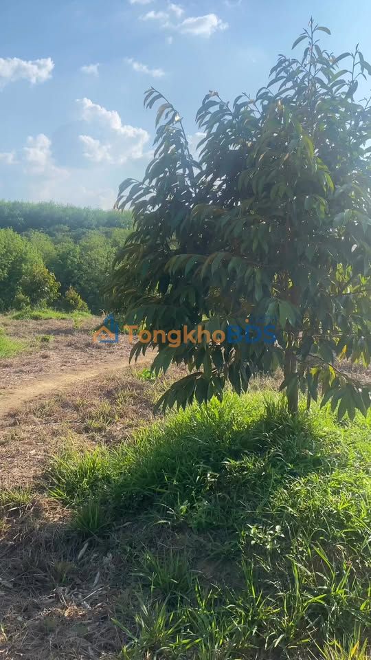 Đất vườn Phú Trung 1.85ha 3.7 tỷ - An yên tĩnh lặng