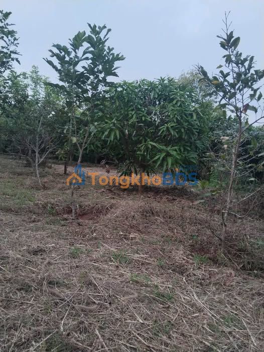 Farm Long Phước Bà Rịa 500m² 2.15 tỷ - Đầu tư dài hạn