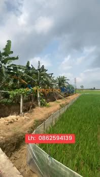 Đất nền Minh Đức Tứ Kỳ 100m² 600 triệu - Sổ đỏ chính chủ