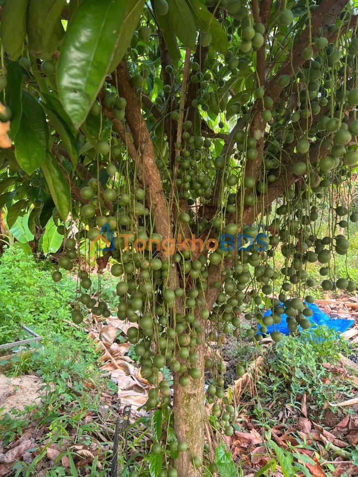 Đất vườn Lộc Điền 3ha hữu cơ - Sinh thái lý tưởng