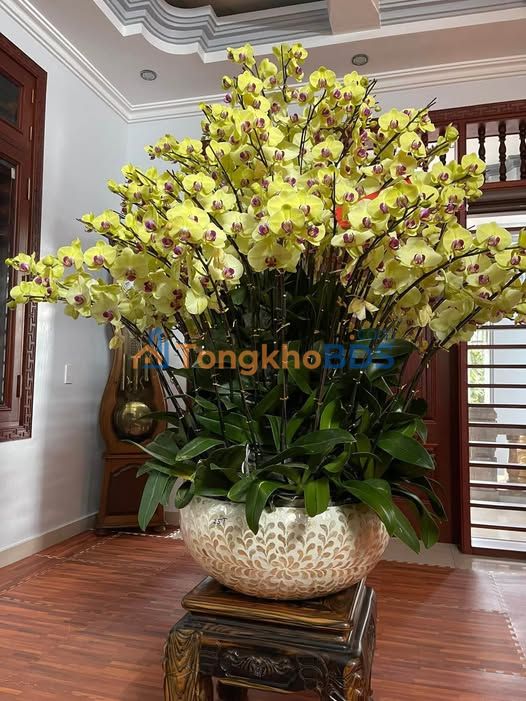 Đất nền An Dân Thái Thụy 240m² 1 tỷ - Xây dựng tự do