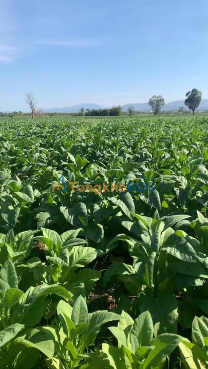 Đất rẫy Ia Yeng 1,5ha giá thỏa thuận - Tiềm năng tăng giá