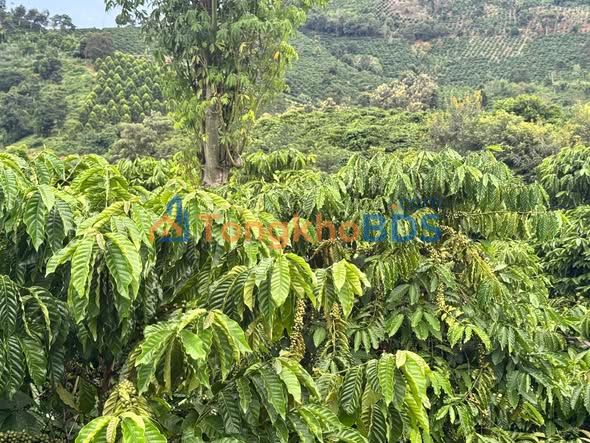 Bán Đất Nông Nghiệp 1.3ha Đắk Nông - Mặt Tiền Đường Bê Tông