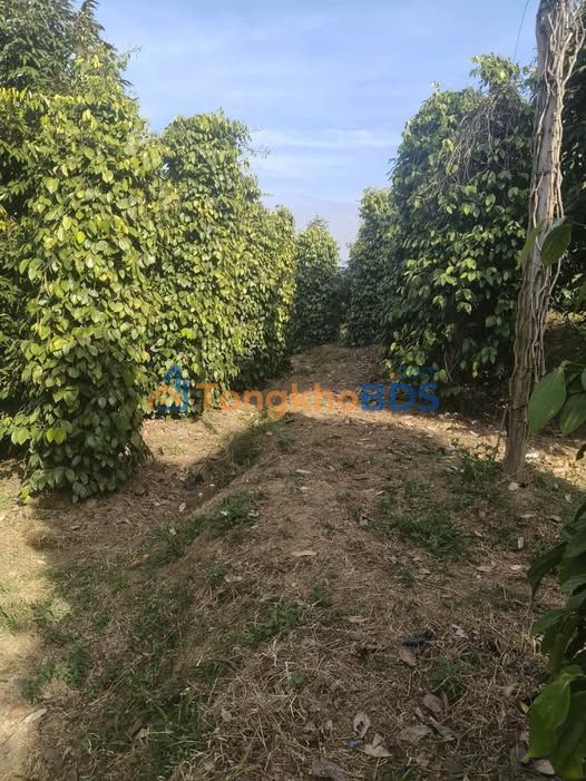 Đất nền Quảng Phú Krông Nô 10.000m² 1.6 tỷ - Sổ đỏ chính chủ