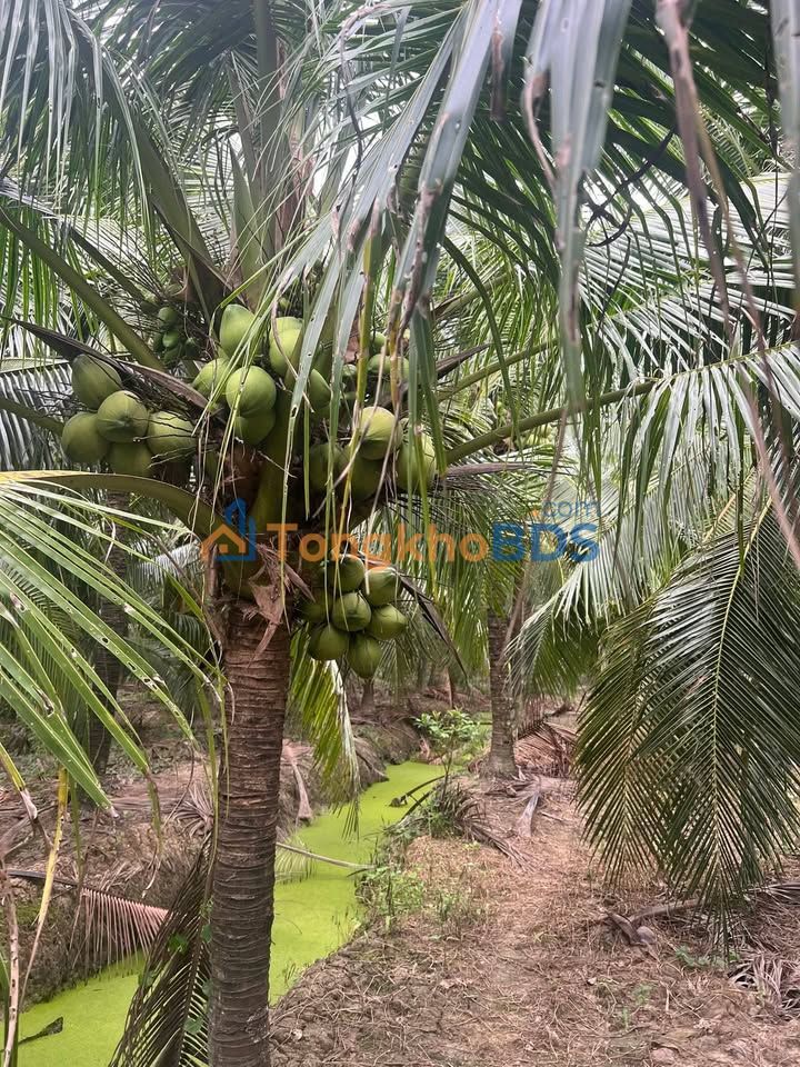 Đất vườn Châu Hưng Bến Tre 1,4 công 700 triệu - Sổ đỏ