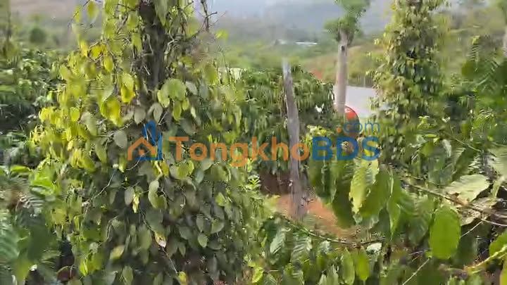 Đất nền Trường Xuân Đắk Song 2.916m2 1,8 tỷ - Sổ đỏ chính chủ