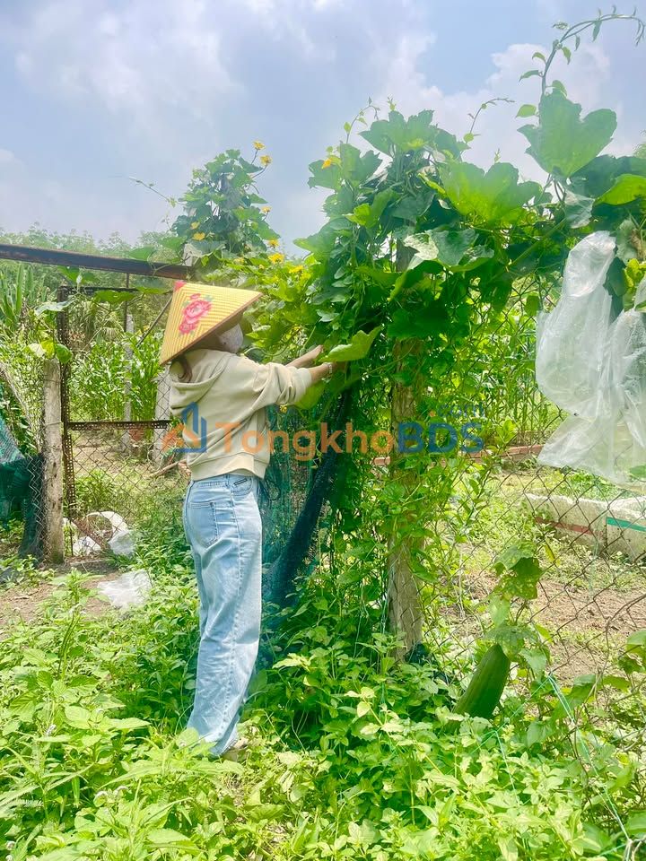 Farm xã Phú Hòa Đông 4.150m² giá 10.375 tỷ - Sinh thái xanh