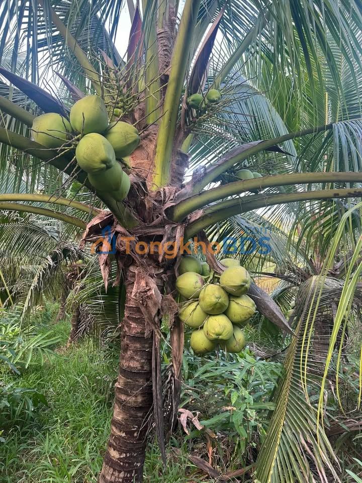 Đất vườn Bình Đại 6000m²/3 tỷ - Đường to ô tô quốc lộ 57B