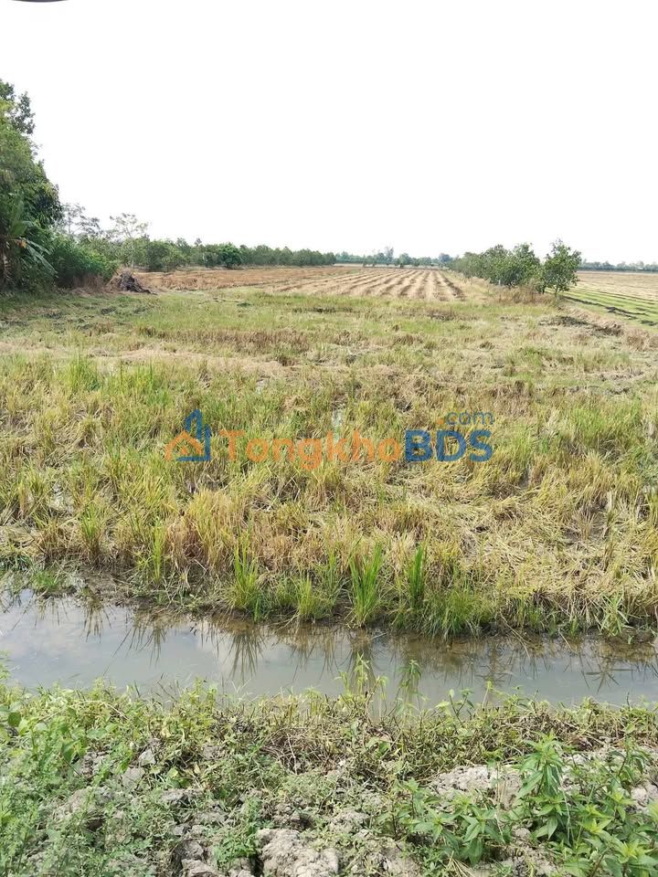 Đất nền An Khánh Châu Thành 10.000m² 50 triệu/năm - Sổ đỏ chính chủ