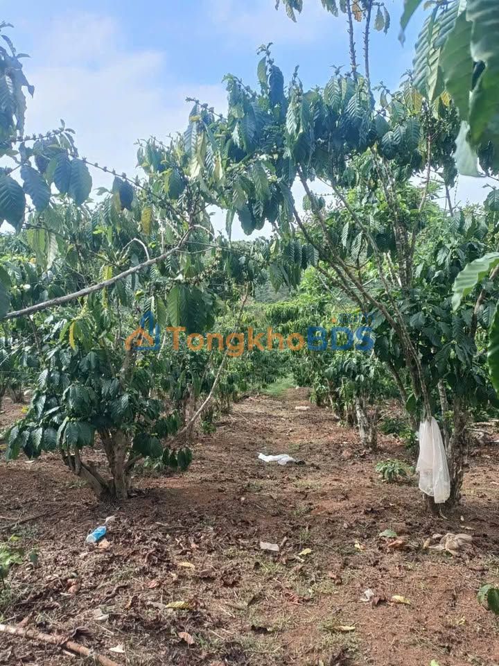 Đất gần Dốc Sông, Bảo Lộc 2.7ha giá 5.25 tỷ - Phù hợp đầu tư nghỉ dưỡng