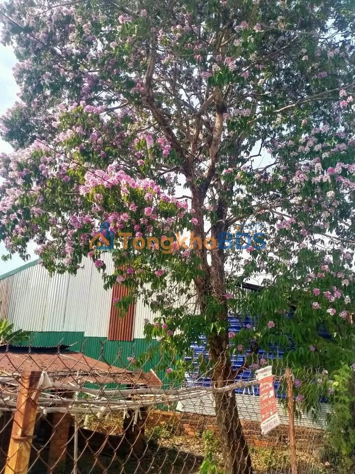 Đất nền Hòa Xuân Nam 12.000m² 1,55 tỷ - Tiềm năng tăng giá