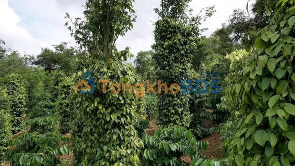 Đất vườn Hà Nam Ninh Đắk Song 1ha 3.3 tỷ - Sinh thái xanh