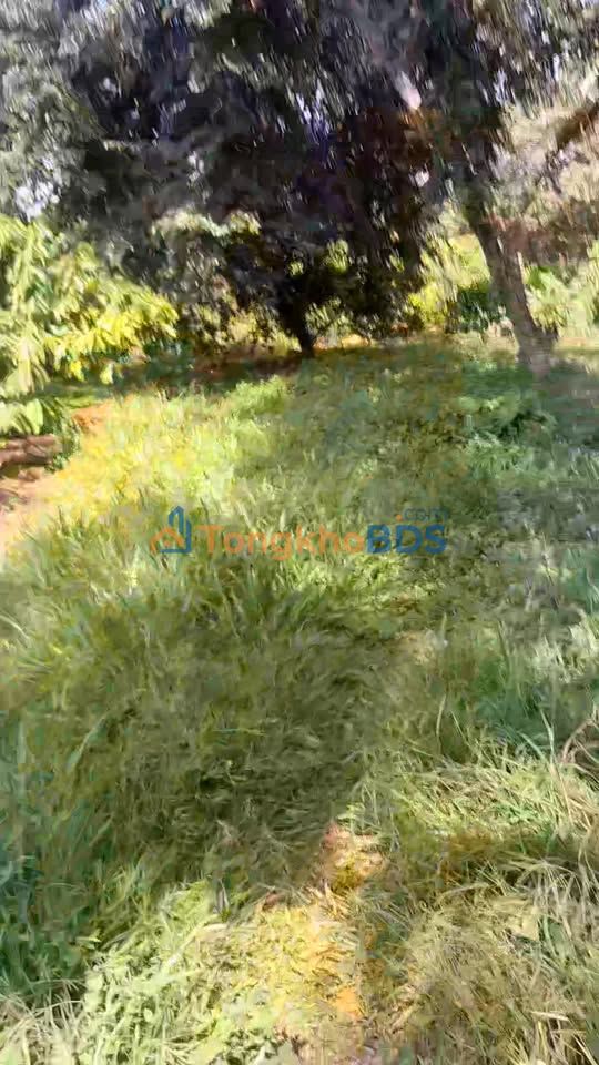 Đất nền Phú Thịnh Tân Phú 3.2 mẫu - Tiềm năng tăng giá