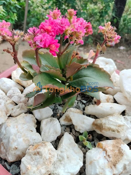 FrontHouse Trần Quang Khải Cam Ranh 100m² - Sẵn sàng ở