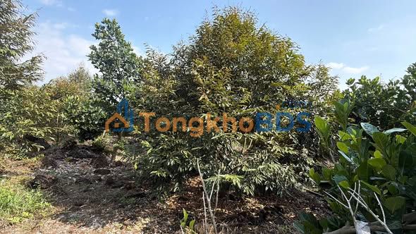 Đất vườn Phú Lộc Tân Phú 2.268m² giá 4,095 tỷ - Sinh thái xanh