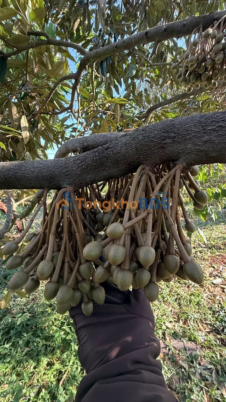 Farm QL14 Krông Buk 2,1ha giá 22,75 tỷ - Đầu tư dài hạn