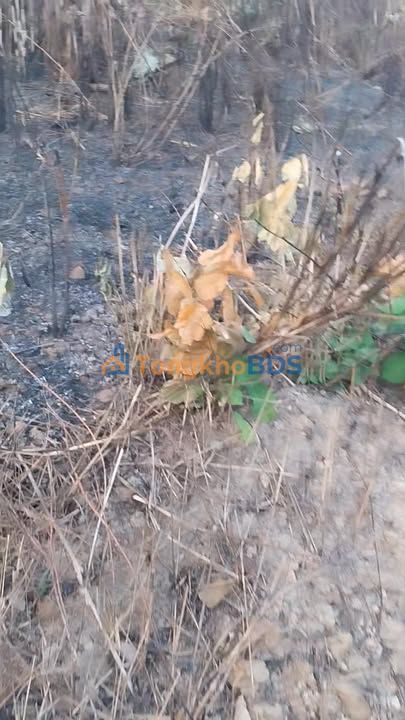 Đất nông nghiệp Tân Lập - Thỏa thuận, đầu tư dài hạn