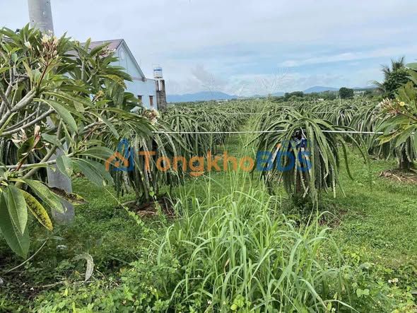 Bán Đất Mặt Tiền ĐT 718 Hàm Thạnh, Bình Thuận - 1000m² Giá 680 Triệu